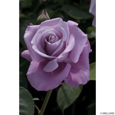 Rosier Charles de Gaulle® Meilanein