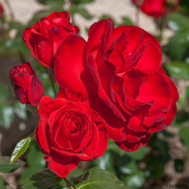 Rosier Chorus® Meijulita