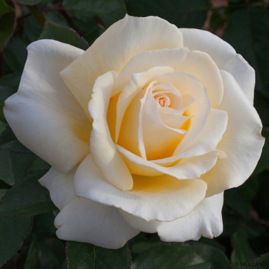 Rosier Christophe Dechavanne® Meibarbaru