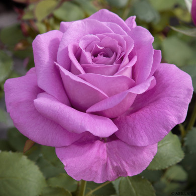 Rosier Claude Brasseur® Meibriacus