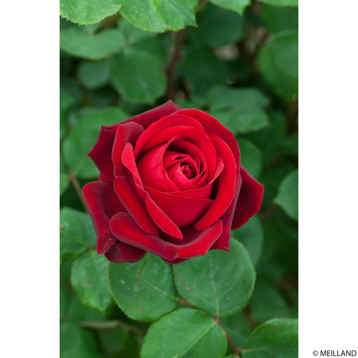 Rosier Edith Piaf® Meiramboys