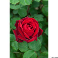 Rosier Edith Piaf® Meiramboys