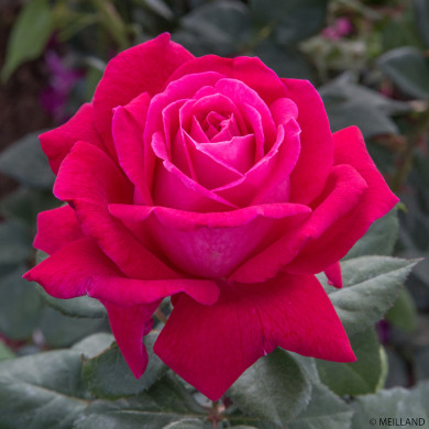 Rosier Elegance Française® Meithatie