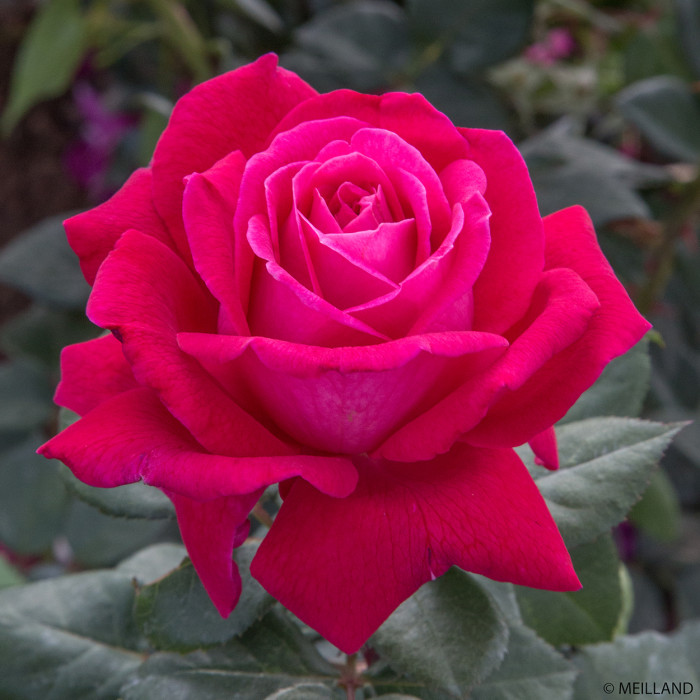 Rosier Elegance Française® Meithatie
