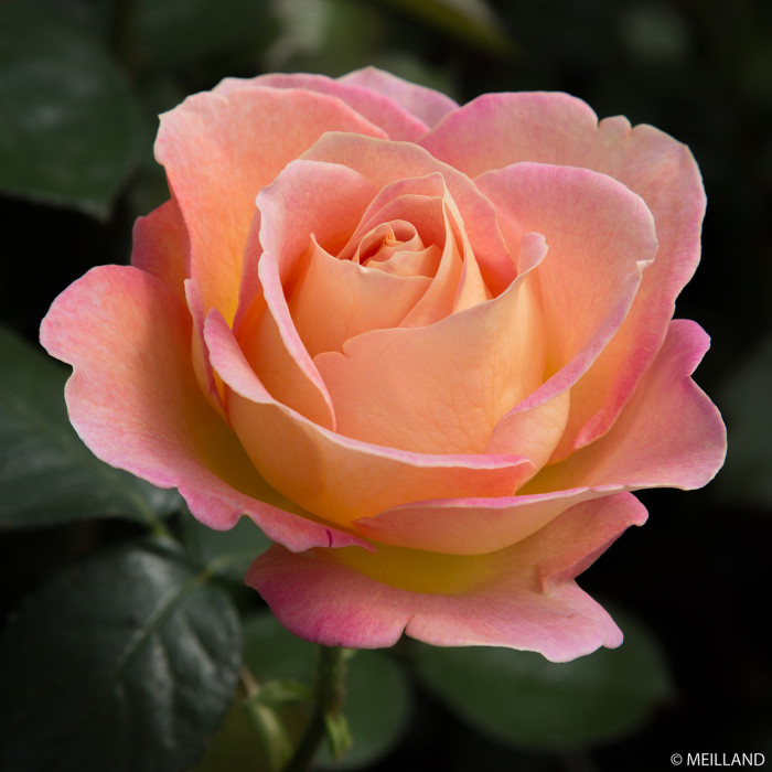 Rosier Elle® Meibderos