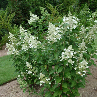 Hydrangea paniculata 'Kyushu'
