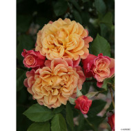Rosier grimpant Aloha® korwesrug