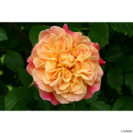 Rosier grimpant Aloha® korwesrug