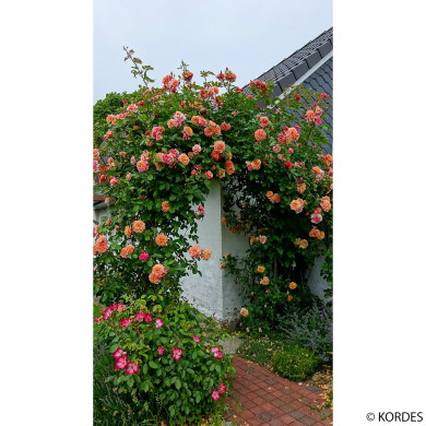 Rosier grimpant Aloha® korwesrug