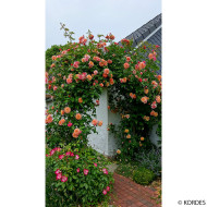 Rosier grimpant Aloha® korwesrug