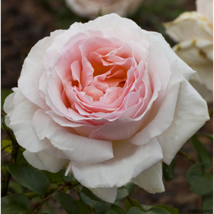 Rosier grimpant André Le Nôtre® Meiceppus