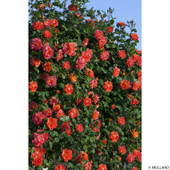 Rosier grimpant Arielle Dombasle® Meihourag