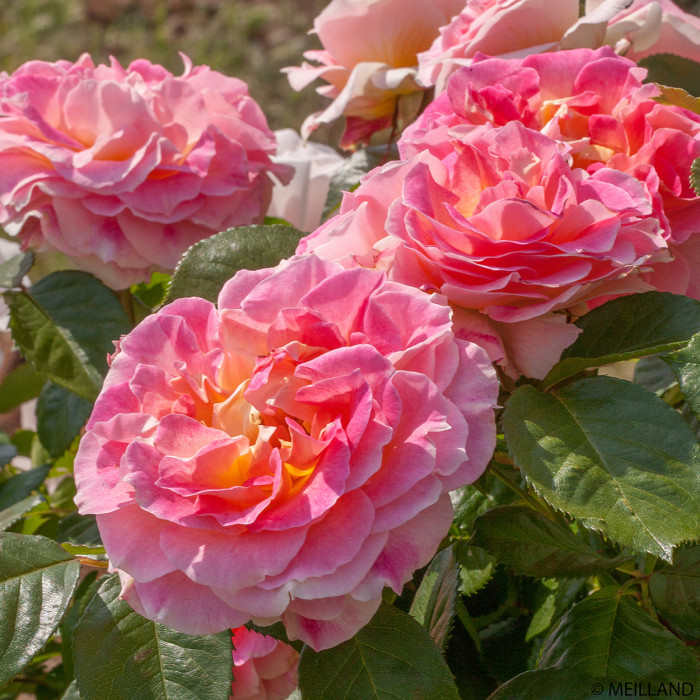 Rosier grimpant César® Meisardan