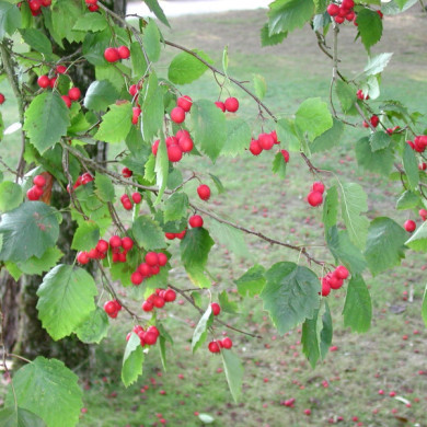 Crataegus lavalleei 'Carrierei'