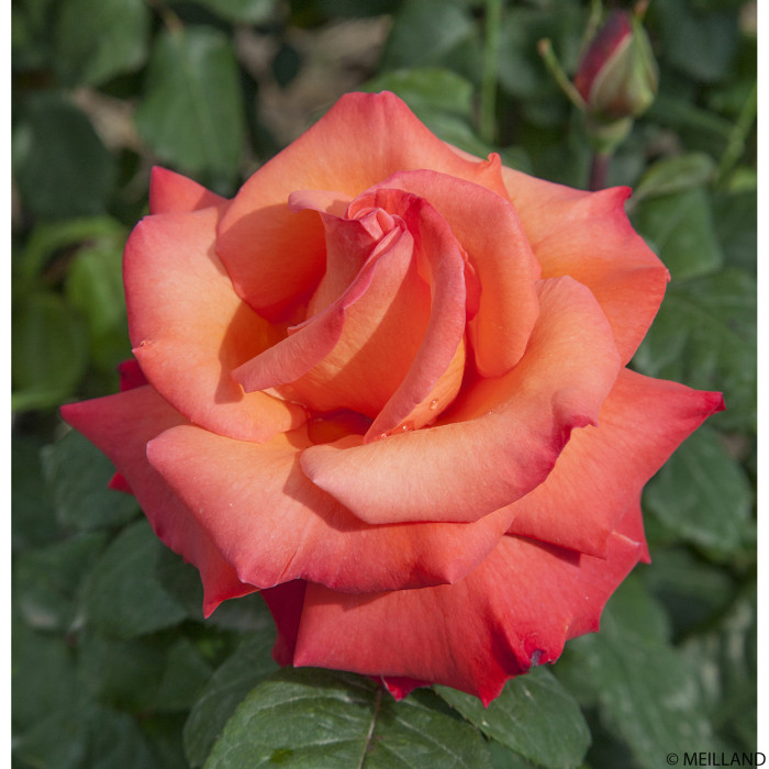 Rosier grimpant Christophe Colomb® Meironssesar