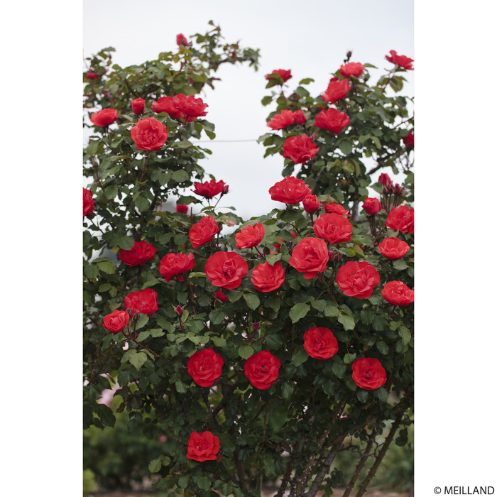 Rosier grimpant Cookies® Meikousie