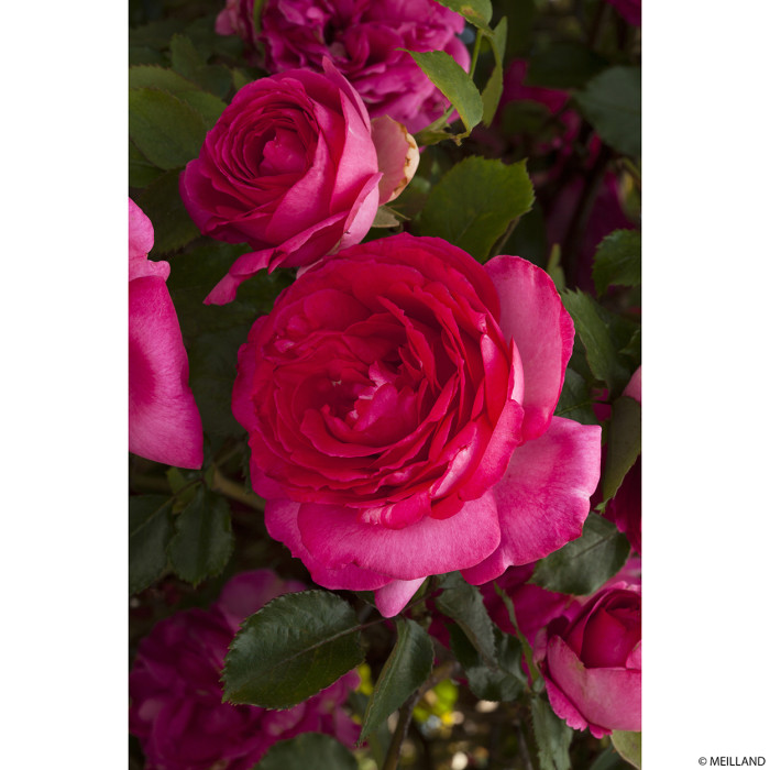Rosier grimpant Cyclamen Pierre de Ronsard® Margaret Mae