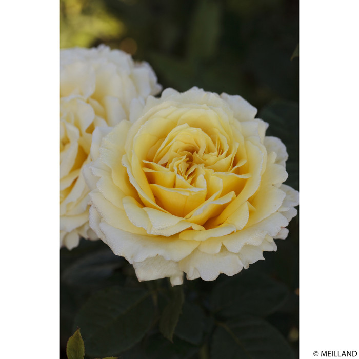 Rosier grimpant Cyrano de Bergerac® Meivanery