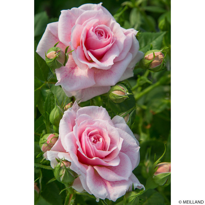 Rosier grimpant Domaine de Courson® Meidrimy