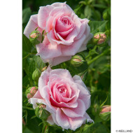 Rosier grimpant Domaine de Courson® Meidrimy