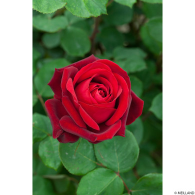 Rosier grimpant Edith Piaf® Meiramboys