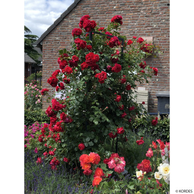 Rosier grimpant Florentina® kortrameilo