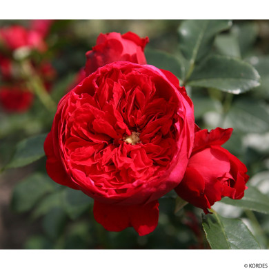 Rosier grimpant Florentina® kortrameilo