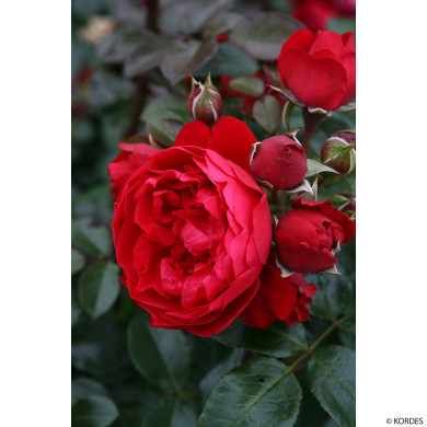 Rosier grimpant Florentina® kortrameilo