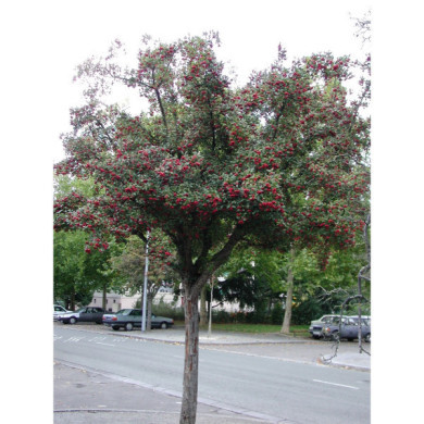 Crataegus lavalleei 'Carrierei'