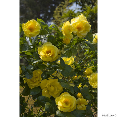 Rosier grimpant Happiness® meilaclost