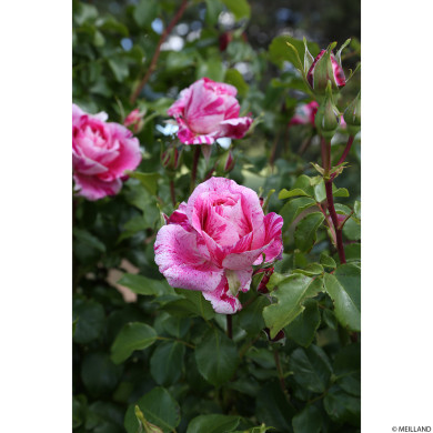 Rosier grimpant Ines Sastre® Meiteratol