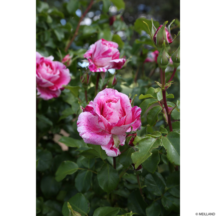 Rosier grimpant Ines Sastre® Meiteratol
