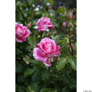 Rosier grimpant Ines Sastre® Meiteratol