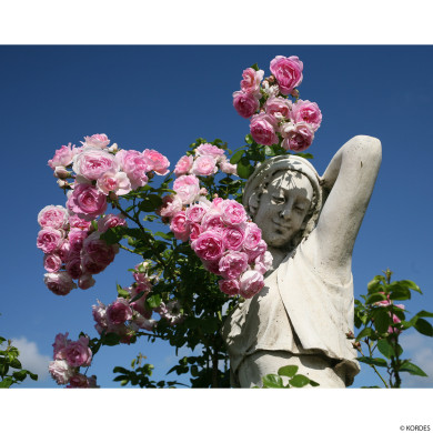 Rosier grimpant Jasmina® korcentex