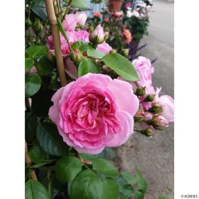 Rosier grimpant Jasmina® korcentex