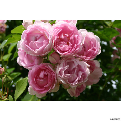 Rosier grimpant Jasmina® korcentex