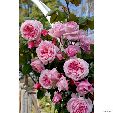 Rosier grimpant Kiss Me Kate® kornagelio