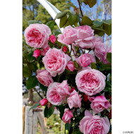 Rosier grimpant Kiss Me Kate® kornagelio
