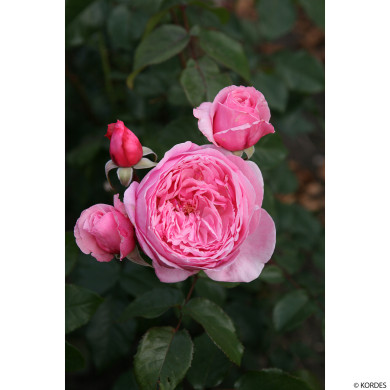 Rosier grimpant Kiss Me Kate® kornagelio