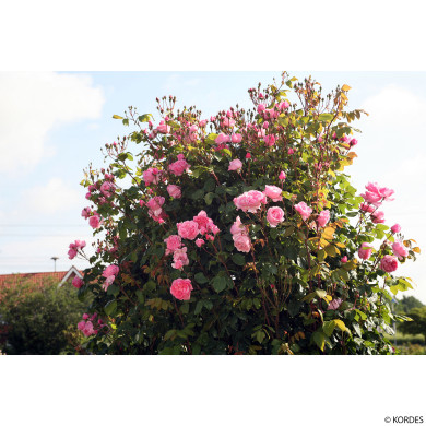 Rosier grimpant Kiss Me Kate® kornagelio