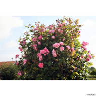 Rosier grimpant Kiss Me Kate® kornagelio