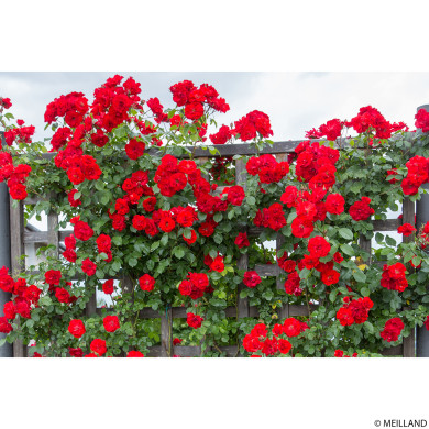 Rosier grimpant La Sevillana® Meigekanu