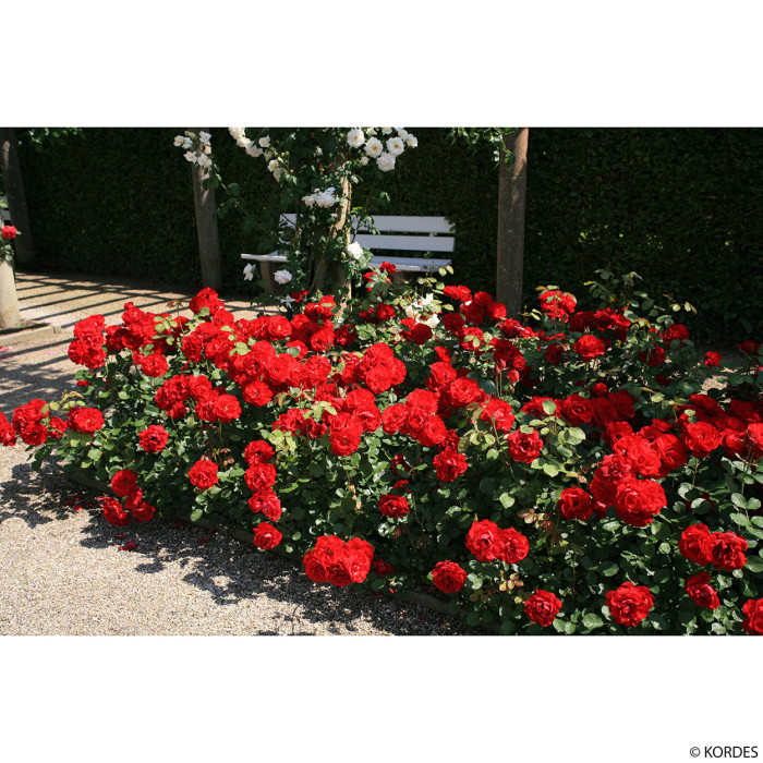 Rosier grimpant Lili Marleen® Peklimasar