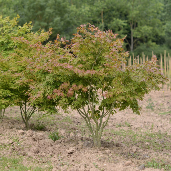Acer palmatum