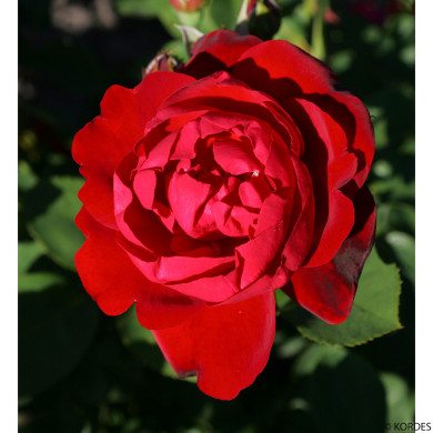 Rosier grimpant Lili Marleen® Peklimasar