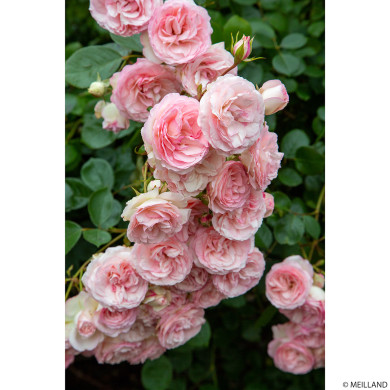 Rosier grimpant Mini pierre de ronsard® Meibigboni
