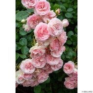 Rosier grimpant Mini pierre de ronsard® Meibigboni