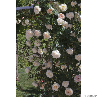 Rosier grimpant Mon Jardin et Ma Maison® Meichavrin