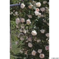 Rosier grimpant Mon Jardin et Ma Maison® Meichavrin