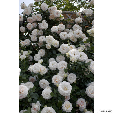 Rosier grimpant Palais Royal® Meiviowit